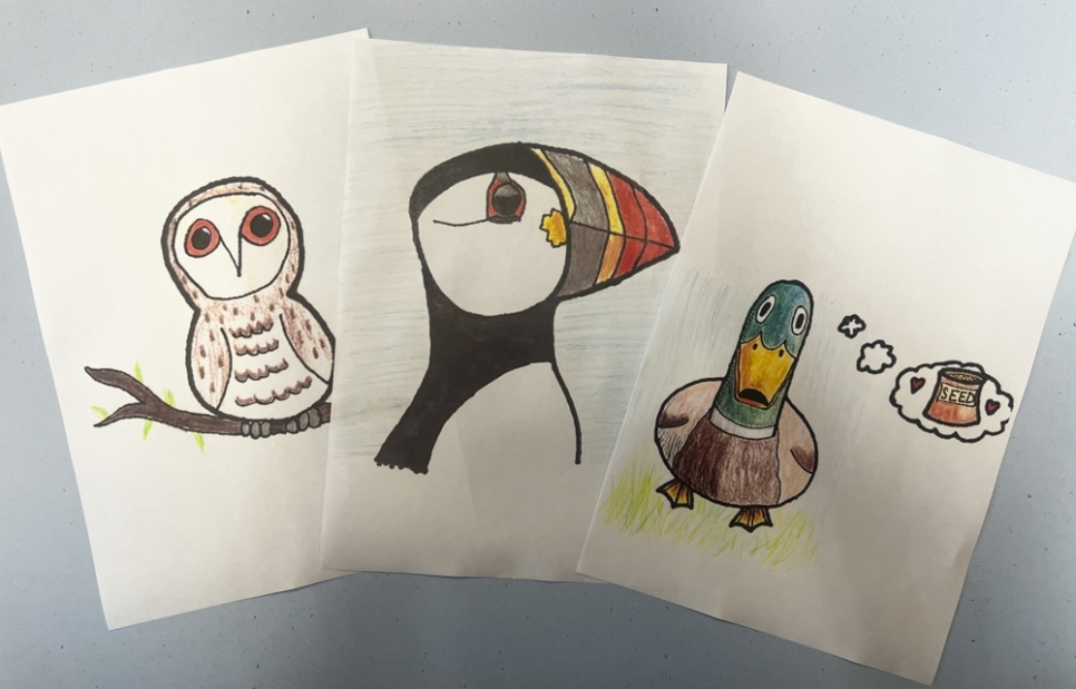 Three pieces of paper side by side. Each show a different drawing. Drawings are of an owl, pelican, and male mallard duck.